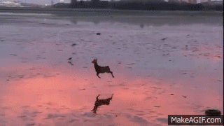 IMG_2237.gif